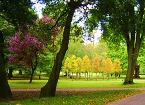 Betanított parkgondozó - SzPk